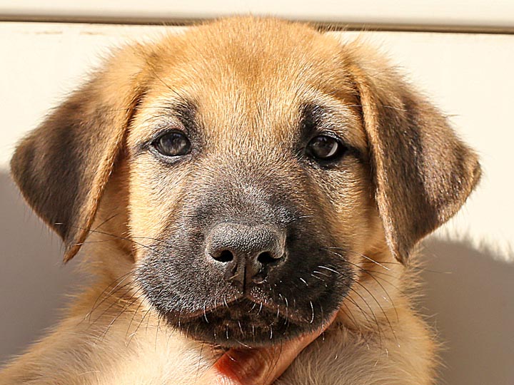 chinook puppy